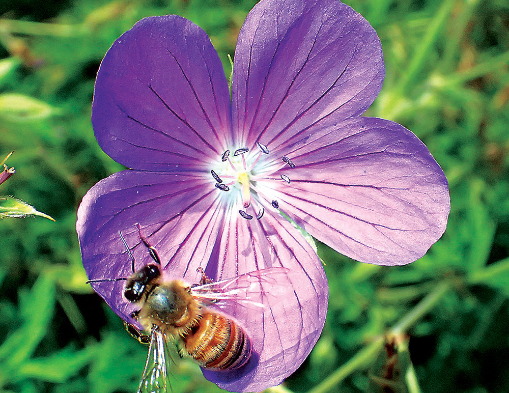 bees1.jpg